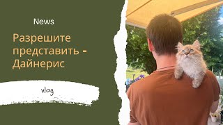 У нас котик/Невская Маскарадная в Германии