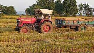 Mahindra Yuvo 585 di,Sonalika 42 rx with Kubota Harvester Paddy Harvesting