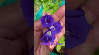 Butterfly pea flowers used  in teas, hair rinses and more #butterflypea #trellingfood