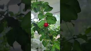 Barbados Indoor Cherry plant with juicy fruit fan pollination #shorts