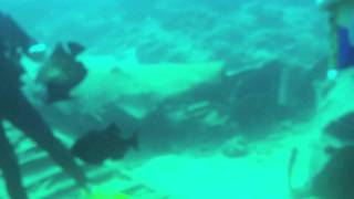 Grand Cayman Underwater Fun