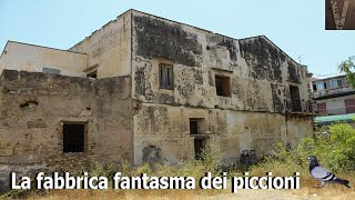 (Luoghi abbandonati) Esplorazione nella fabbrica fantasma dei piccioni