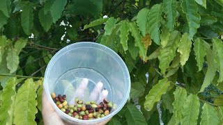 Tama kaya na pinitas ko kahit berde pa yung kulay?Pinitas na namin yung bunga ng kape#coffeeplant