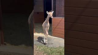 Baby Giraffes