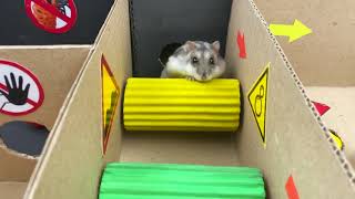 🐹Dragon Hamster Maze with Traps 😱OBSTACLE COURSE😱