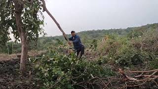 new farm in sasan #gir #farm