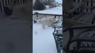 My dog this morning with my dad 🦊💜🖤