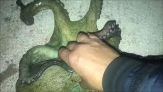 χταπόδι  ψάρεμα με καλαμαριέρα Octopus Fishing