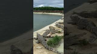 Asian Alligators farms