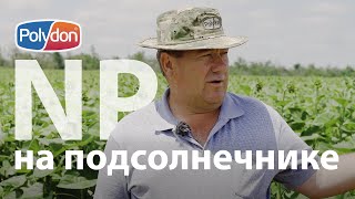 NP на подсолнечнике | Ставропольский край