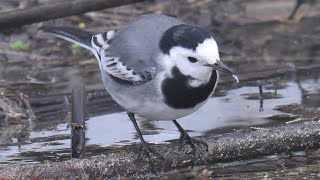 Ballerina bianca - White Wagtail (Motacilla alba)