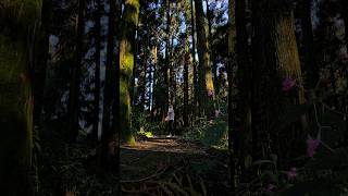 Into the God's wonderful creation #trees #forest #peace