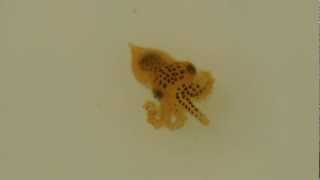 O chierchiae hatchling.AVI