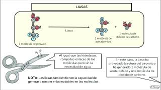 07. Metabolismo celular: Clasificación de enzimas (2º Bachillerato)