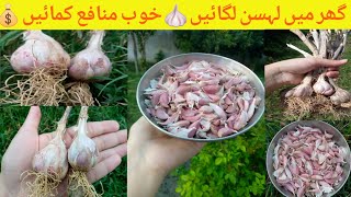 دیسی لہسن لگانے کا آسان طریقہ|How to grow Pink Garlic at home|लहसुन कैसे उगायें|Kitchen Gardening