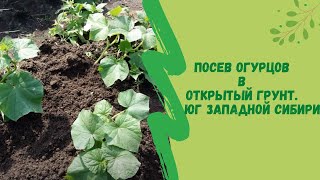 Посев огурцов в открытый грунт. Юг Западной Сибири