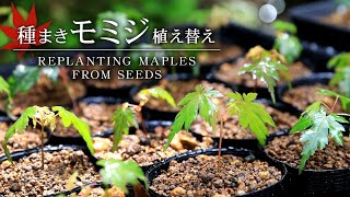 種まきモミジの植え替え 【Bonsai diary 盆栽日記 5/30】初心者の簡単盆栽の作り方 育て方 もみじ  苗 maple seeds bonsai Beginner EOS R5 撮影