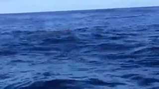 Big surprise in Reunion island in Indian Ocean.