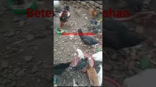 TERNAK AYAM KAMPUNG DI PEKARANGAN