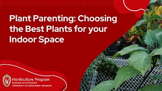 Plant Parenting: Choosing the Best Plants for your Indoor Space