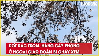 Đốt rác trộm, hàng cây phong ở Ngoại giao đoàn bị cháy xém| Báo Lao Động