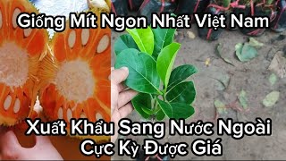 Cây Mít Ruột Đỏ Indo Lá Bầu Giống Chuẩn Đã Trồng Là Mê Liền