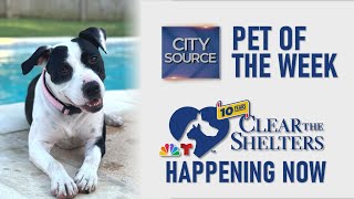 🐶 Pet of the Week 8-2-2024/Clear the Shelters Begins 🐱