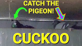 Catch The Pigeon