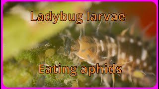 Ladybug larvae are gross, the way they eat their prey.