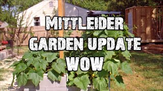 Mittleider Garden Update... 2015 (MAY)