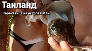 Таиланд: Встреча с каракатицей на острове Ко Мак.