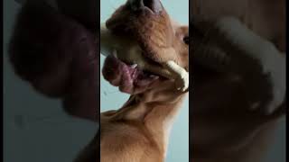 What it’s like being trampled by a Vizsla… 😂 #vizsla #comedy #shorts #cutepuppy