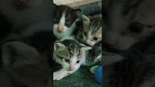 Innocent babies #kitten #cute #cutecat #funnykittens #cuteanimal #cat #kittty #shortsvideo