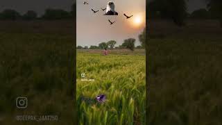 #farming🦅