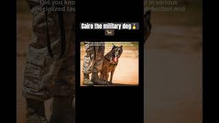 Facts about Cairo the military dog #animals #dogs #dogshorts #dogsofyoutube #intrestingfacts