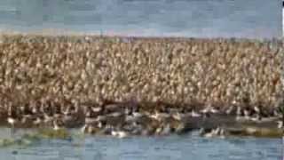 Huge flocks of birds gather at the 'Snettisham Spectacular'