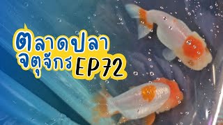 ทัวร์ตลาดปลาลานเร่ l วันที่ 18 ต.ค. 66 | ตลาดปลาจตุจักร EP 72