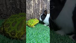 Frog vs rabbit #funny #frog #comedy #animals #dog #pets #youtubeshorts #automobile #hydrabad