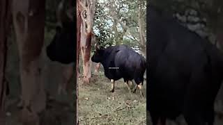 Look at the size of the Indian gaur!!