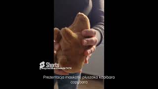 kapibara prezentacja produktu, maskotka do kupienia na https   sklepna6 pl