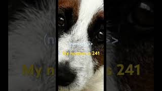 My number 241#flags #youtube #youtubeshorts #fypyoutube #fyp #foryou #foryoupage #fypシ゚viral