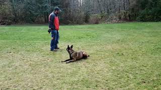 Max the Belgian Malinois 4