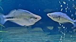 Blue Rainbowfish care guide - Turquoise rainbow fish gender, feeding, breeding and tank mates