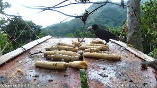 Crested Oropendola feeding on BirdSouls Colombia Bird Feeder 2 10/16/2024