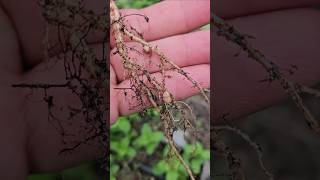 Nitrogen Fixation - Leave Bean Roots in Your Soil || DHBG