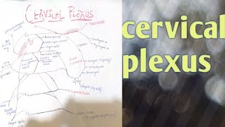 CERVICAL PLEXUS | Neurology