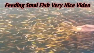 Feeding Smal Fish Interesting Video/ Sunday Special