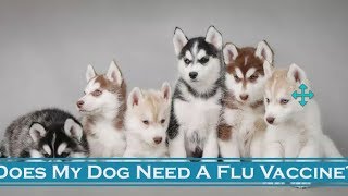 Florida reports Its First dog flu ( Canine Flu 2017 )