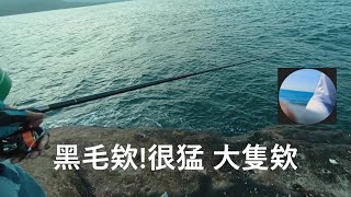 【北海岸海釣】北海岸相思燈 黑毛釣況(Acacia Lamp of Taiwan’s Northern Coast)2022/9/28#藻餌磯釣#黑毛#北海岸釣魚#北海岸釣點#小鱗黑魢#野柳風景區