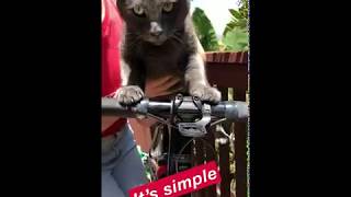 SRAM eTap AXS Shifting with Indy the Cat